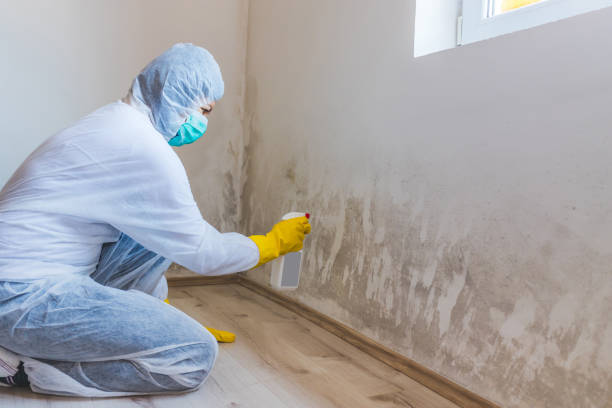 Licensed Basement Mold Remediation service in Alexandria, MN - WQB Mold Removal