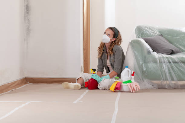Reliable Basement Mold Remediation contractor in Alexandria, MN by WQB Mold Removal